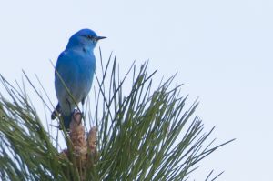 Blue Mtn Mountain Bluebird-1